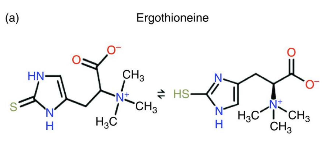 Structural formulas of two tautomers of ergothioneine